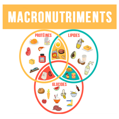 Répartition des macronutriments dans l'alimentation